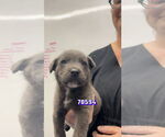 Small #6 Chesapeake Bay Retriever Mix