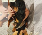 Small #15 Rottweiler