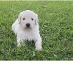 Small Photo #1 Goldendoodle Puppy For Sale in TURIN, NY, USA