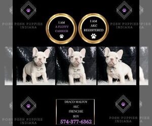 Medium French Bulldog