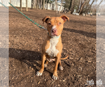Small #7 Labrador Retriever Mix