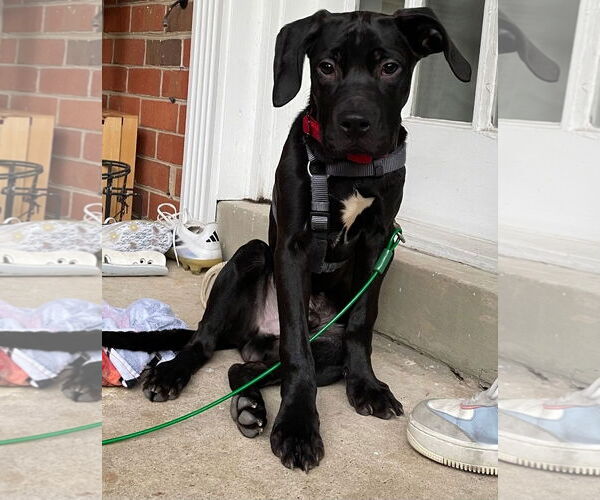 Medium Photo #2 American Staffordshire Terrier-Labrador Retriever Mix Puppy For Sale in Chester, VA, USA