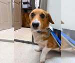 Small #2 Pembroke Welsh Corgi Mix