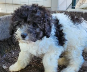 Maltipoo Puppy for sale in MODESTO, CA, USA