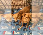 Small #1 Chihuahua Mix