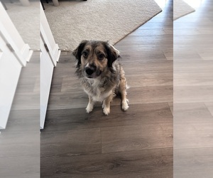 Australian Shepherd Dog for Adoption in MOUNT JULIET, Tennessee USA