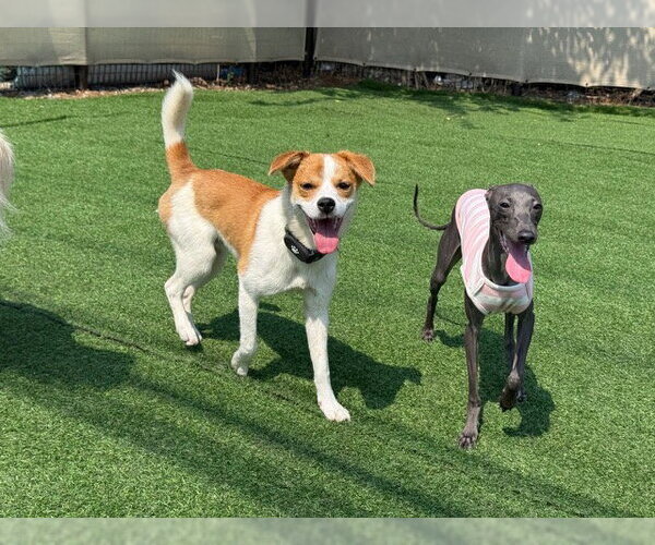 Medium Photo #2 Beagle-Unknown Mix Puppy For Sale in Agoura Hills, CA, USA