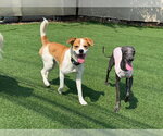 Small #1 Beagle Mix