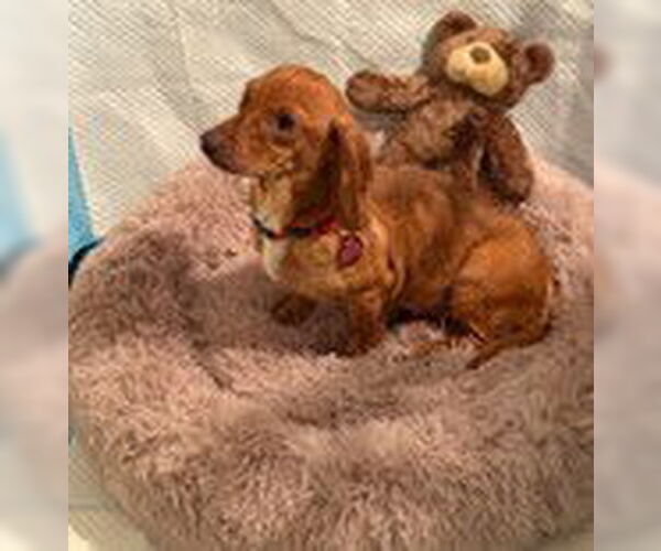 Medium Photo #3 Dachshund-Unknown Mix Puppy For Sale in Katy, TX, USA