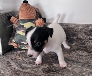 Jack Russell Terrier Puppy for sale in BELLE, MO, USA