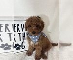 Small #3 Goldendoodle (Miniature)