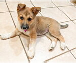 Small #9 German Shepherd Dog Mix