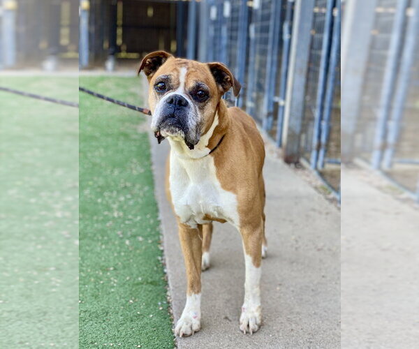 Medium Photo #1 Boxer Puppy For Sale in Austin, TX, USA