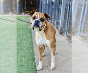 Boxer Dogs for adoption in Austin, TX, USA