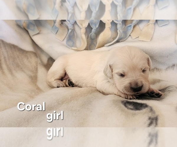 Medium Photo #1 English Cream Golden Retriever Puppy For Sale in CORTEZ, CO, USA