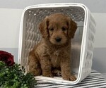 Small #3 Cavapoo