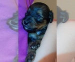 Puppy Penny Collie-Poodle (Miniature) Mix
