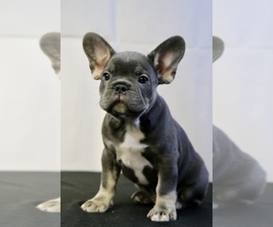 French Bulldog Puppy for sale in BROOKLYN, NY, USA