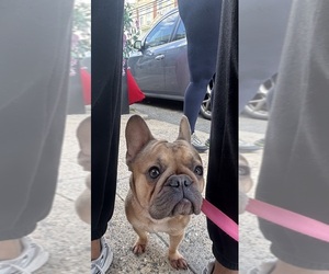 French Bulldog Puppy for sale in PHILADELPHIA, PA, USA