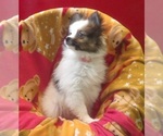Small #2 Pomeranian