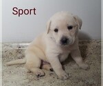 Small Photo #2 Labrador Retriever Puppy For Sale in CATO, NY, USA