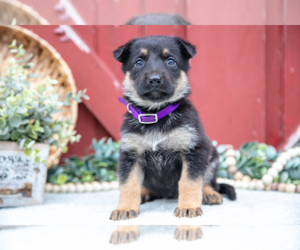 Medium Photo #47 German Shepherd Dog Puppy For Sale in PARKESBURG, PA, USA