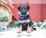 Puppy Shiva German Shepherd Dog