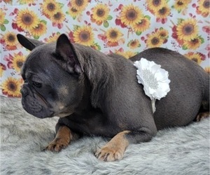 Mother of the French Bulldog puppies born on 08/19/2023