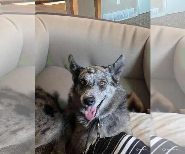 Medium Photo #3 Australian Shepherd-Unknown Mix Puppy For Sale in MIDWAY, UT, USA