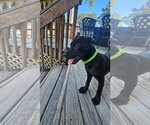 Small #3 Chihuahua-Labrador Retriever Mix