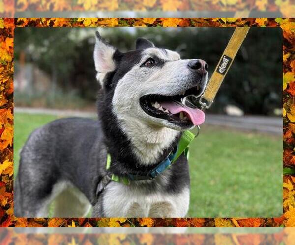 Medium Photo #2 - Mix Puppy For Sale in Ojai, CA, USA