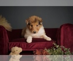 Small Photo #8 Collie Puppy For Sale in PILOT, VA, USA