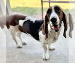 Small Basset Hound
