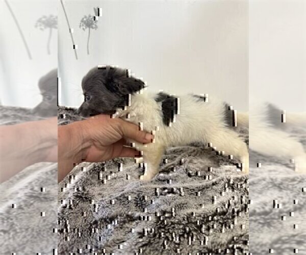 Medium Photo #1 Chihuahua Puppy For Sale in JENSEN BEACH, FL, USA