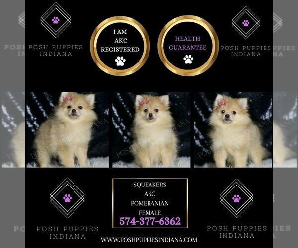 Medium Photo #2 Pomeranian Puppy For Sale in WARSAW, IN, USA