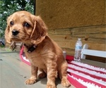 Puppy Daisy female Golden Cavalier-Golden Retriever Mix