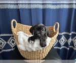 Small Photo #6 Cane Corso Puppy For Sale in VOLUNTOWN, CT, USA