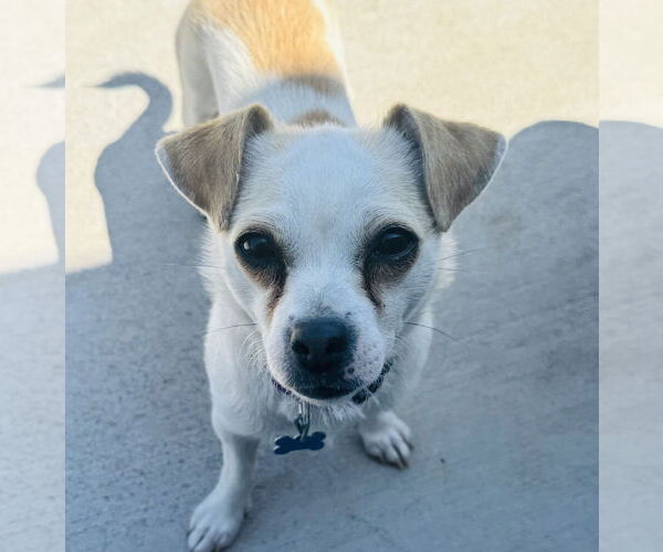 Medium Photo #3 Chihuahua-Unknown Mix Puppy For Sale in Bellevue, WA, USA