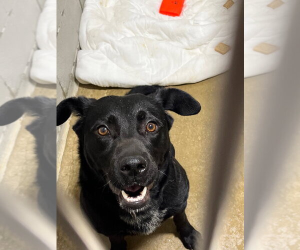 Medium Photo #2 Labrador Retriever-Unknown Mix Puppy For Sale in Pierceton , IN, USA