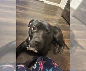 Boxer-Unknown Mix Dogs for adoption in Louisville, KY, USA