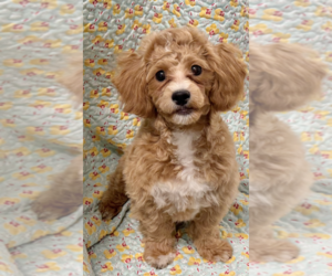 Shih-Poo Puppy for Sale in AURORA, Illinois USA