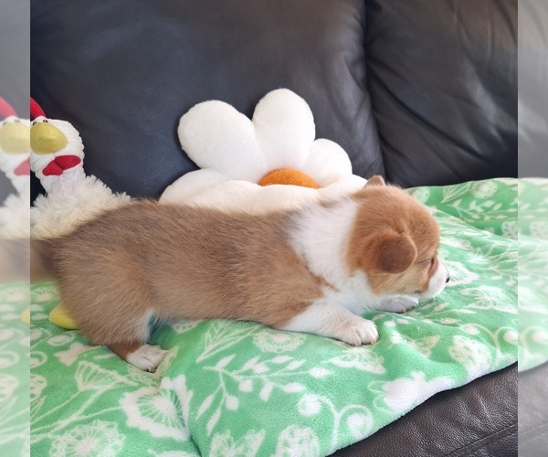 Medium Photo #12 Pembroke Welsh Corgi Puppy For Sale in ARROYO GRANDE, CA, USA