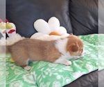 Small #11 Pembroke Welsh Corgi