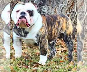 Father of the Olde English Bulldogge puppies born on 10/01/2025