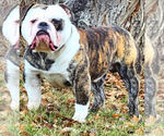 Small Photo #1 Olde English Bulldogge Puppy For Sale in BRENTWOOD, CA, USA