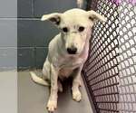 Small Labrador Retriever Mix
