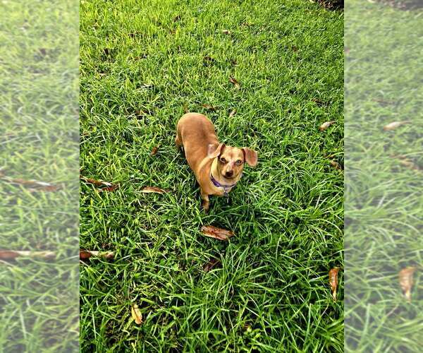 Medium Photo #13 Dachshund Puppy For Sale in Plantation, FL, USA