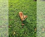 Small #12 Dachshund