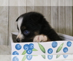 Small Photo #10 Miniature Australian Shepherd Puppy For Sale in STAFFORD, VA, USA