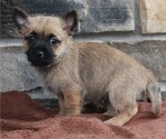 Small Photo #2 Cairn Terrier Puppy For Sale in FREDERICKSBURG, OH, USA